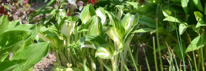 Funkien im Gartenbeet